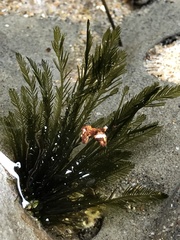 Bryopsis corticulans