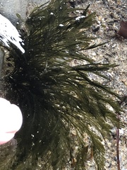 Bryopsis corticulans