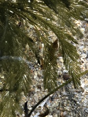 Bryopsis corticulans