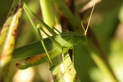 Hyperophora major