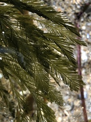 Bryopsis corticulans