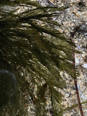 Bryopsis corticulans
