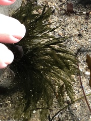 Bryopsis corticulans