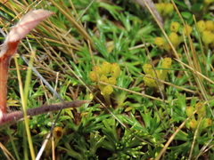 Azorella trifurcata