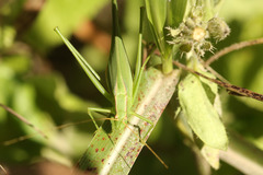 Hyperophora major