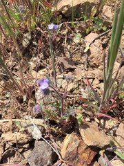 Phacelia breweri