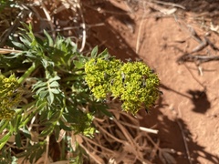 Lomatium latilobum