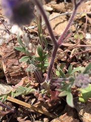 Phacelia breweri