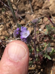 Phacelia breweri