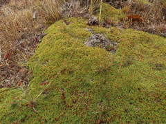 Bolax gummifera