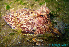 Amphioctopus marginatus