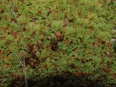 Bolax gummifera