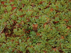Bolax gummifera