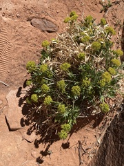 Lomatium latilobum