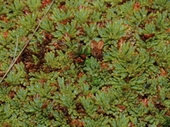 Bolax gummifera