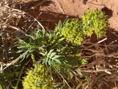 Lomatium latilobum