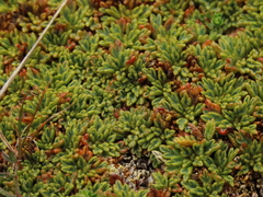 Bolax gummifera