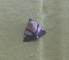 Eulepidotis julianata