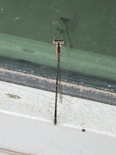Everglades Sprite photo 4