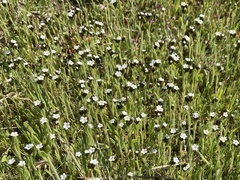 Plagiobothrys fulvus