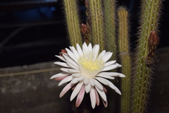 Nyctocereus serpentinus
