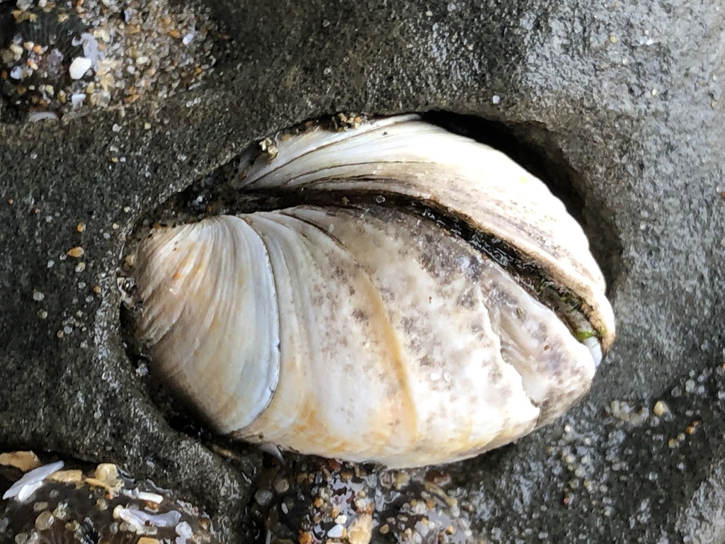 hearty petricola