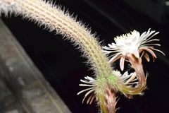 Nyctocereus serpentinus