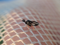 Eucharitidae