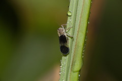 Melanoliarus dimidiatus