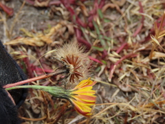 Hypochaeris patagonica