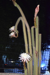Nyctocereus serpentinus