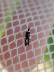 Eucharitidae