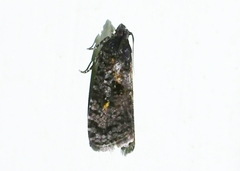 Cryptaspasma