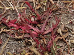 Hypochaeris patagonica