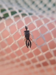 Eucharitidae
