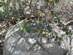 Ceanothus verrucosus