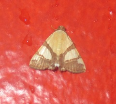 Eulepidotis julianata