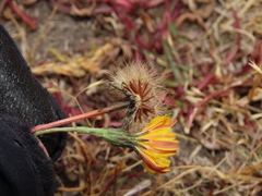 Hypochaeris patagonica