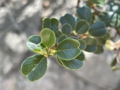 Ceanothus verrucosus