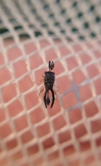 Eucharitidae