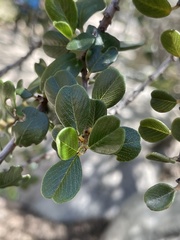 Ceanothus verrucosus