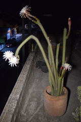 Nyctocereus serpentinus