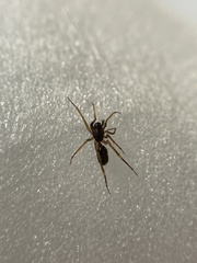 Coleosoma