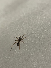 Coleosoma