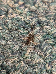 Coleosoma
