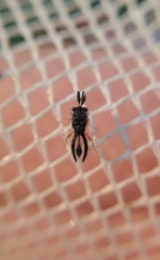 Eucharitidae