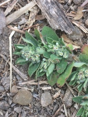Euphorbia stictospora
