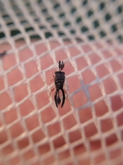Eucharitidae
