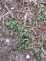 Euphorbia stictospora