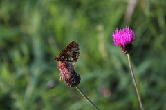 Cirsium pannonicum